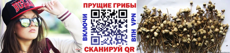 цены наркотик  Правдинск  Псилоцибиновые грибы MAGIC MUSHROOMS 